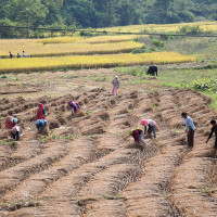 टीकापुर क्याम्पसको ३०० बिघा अतिक्रमित जग्गा जोगाउन माग