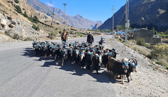 आर्सनल र म्यानचेस्टर सिटी विजयी