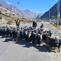 ग्रान्ड मास्टर स्मेरडोन डेभिडको एकल अग्रता