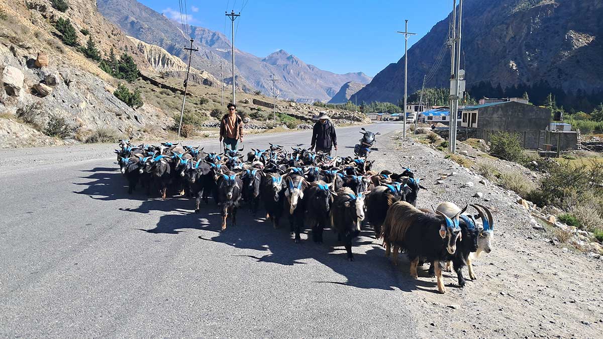तिहारका लागि मुस्ताङमा भेडाच्याङ्ग्रा बिक्री