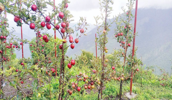 अर्गानिक घोषणाको सात वर्ष : रोगकिराको दबाबमा कर्णाली सरकार