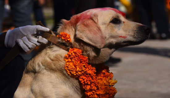 तिहारको तेस्रो दिन : नरक चतुर्दशी, कुकुर तिहार