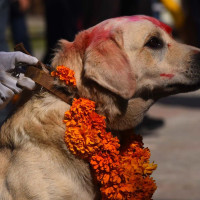 वृषभानुको चिनो  जनकपुरको नौलखा मन्दिर
