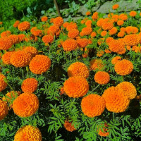 तापक्रम सन्तुलनमा हिमालको महत्वपूर्ण भूमिका