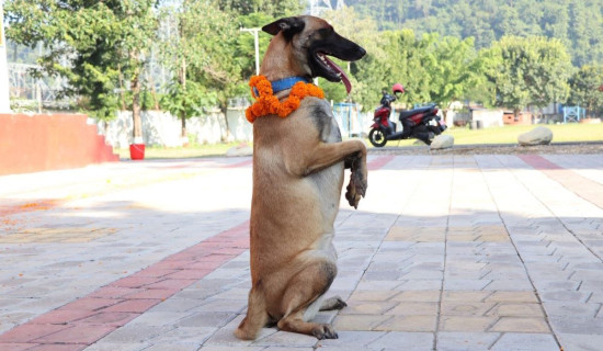 अनुसन्धानमा सहयोगी कुकुरको गरियो पूजा