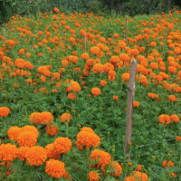 धौलागिरी प्रादेशिक अस्पतालमा औषधी अभाव