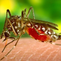 दुर्घटनामा परेको विमानको ब्ल्याक बक्स भेटियो