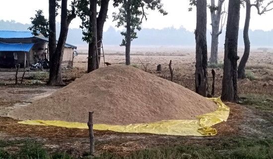 धानको समर्थन मूल्य पाएनन् किसानले