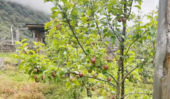 घुन्सा र फलेमा लटरम्म फल्यो स्याउ