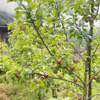 तरकारी खेतीबाट समृद्धि खोज्दै किसान
