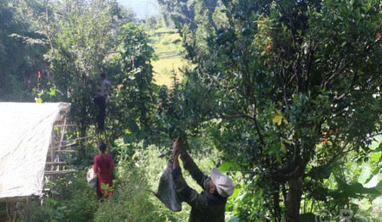 फुङ्लिङमा आगलागी, पाँच लाख बराबरको क्षति
