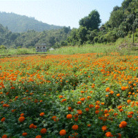 काठमाडौँ विश्वविद्यालयको उपकुुलपतिमा वाग्ले नियुक्त