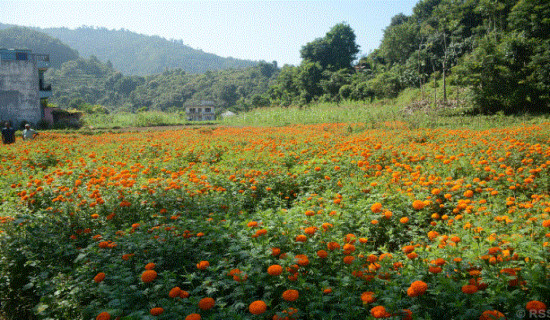 सयपत्री फूल बिक्री भएपछि किसान खुसी
