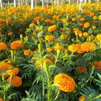 ‘नो ड्याम’ को सट्टामा ‘हाई ड्याम’