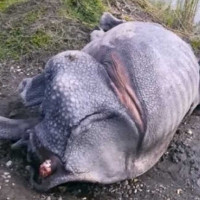 पोखरामा जुवा खेलिरहेका २० जना पक्राउ
