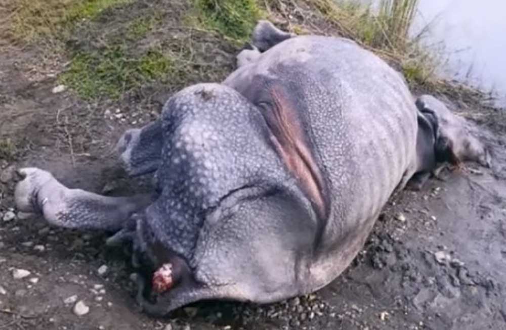 मृत अवस्थामा भाले गैँडा भेटियो