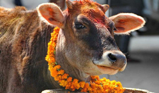 तिहारको पाँचौ दिन गाई पूजा गरिँदै