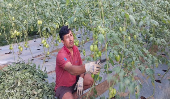 शिक्षण पेशासहितको लोभलाग्दो कृषि कर्म
