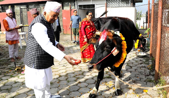 राष्ट्रपति पौडेलद्वारा विधिपूर्वक गाईको पूजा