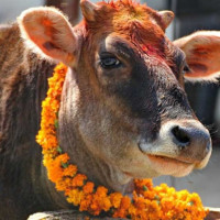 मन्त्रीलाई कुराएर फर्किए शिक्षक