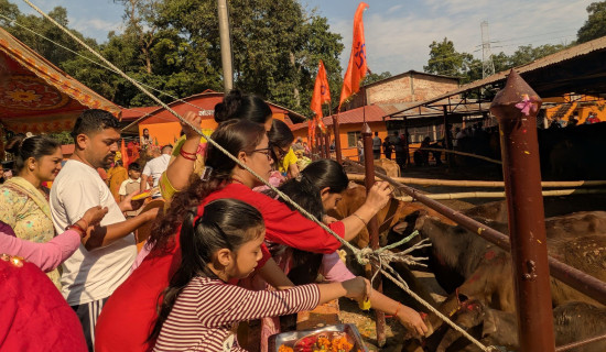 बागेश्वरीमा गाई पूजा गर्नेको भिड