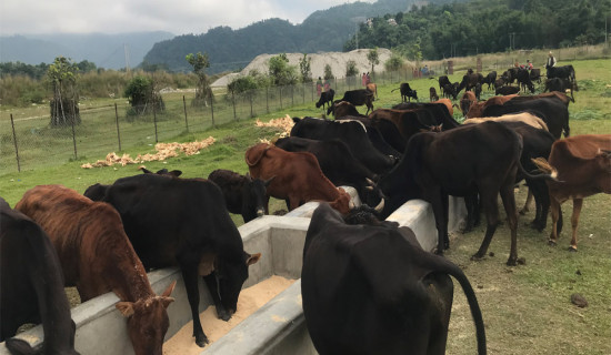 ग्रामीण सडक स्तरोन्नति हुन नसक्दा जोखिमपूर्ण यात्रा