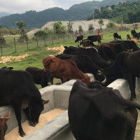 किसानबाट खाद्यले किन्यो नौ करोड बढीको मूल्यको धान