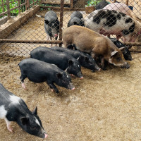 दसैँले सद्भाव र एकता वृद्धि गर्छ : प्रदेश प्रमुख देवकोटा