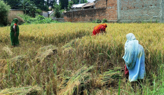तिहारको रौनकमा किसानलाई धान भित्र्याउन चटारो