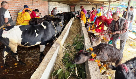 गण्डकी गोपाल गौशालामा सामूहिक गाई पूजा