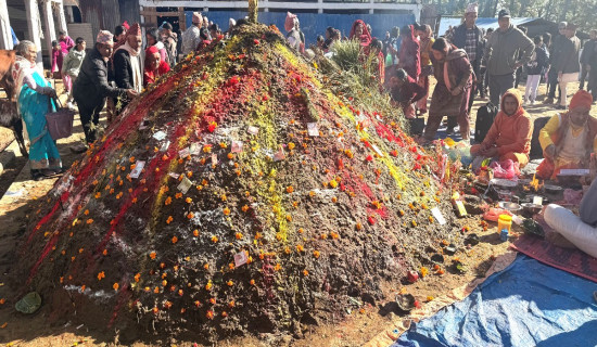 तिहारको पाँचौँ दिनः गोवर्द्धन, गोरु र हलि पूजा सम्पन्न