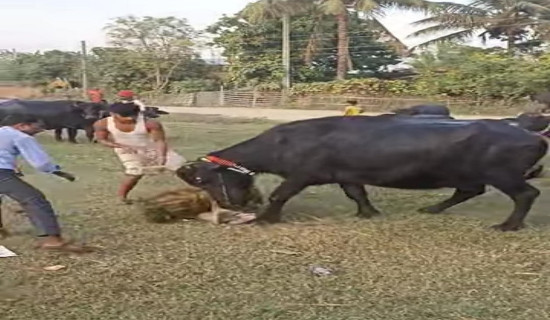 गाई भैँसी, कृषक र संस्कारको पर्व हुराहुररी खेलाइयो