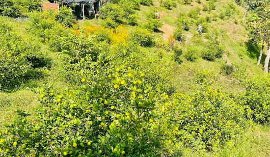 श्रेष्ठको ६० रोपनी बाँझो जग्गामा कागतीको बगैंचा