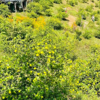 भिरबाट खसेको ढुङ्गा लागेर बालिकाको मृत्यु