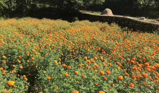 तिहारमा फूल बिक्रीबाट यान्चोकका महिलाले कमाए सात लाख