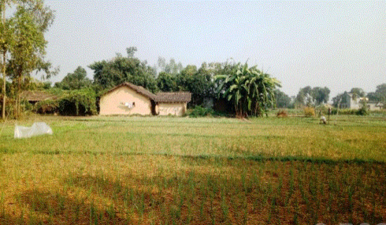 लसुन रोपेर आम्दानी गर्दै पिपलाडीका किसान
