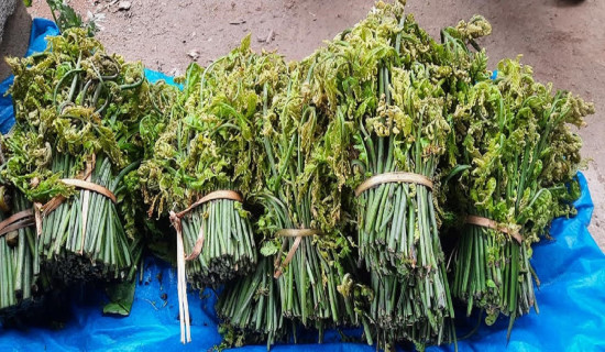 निगुरो बेचेर मनग्ये आम्दानी