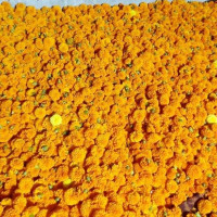 किसानलाई मल पाउन सास्ती