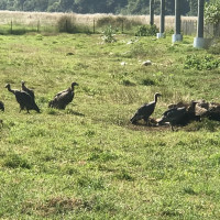 दुर्घटनामा मोटरसाइकल चालकको मृत्यु