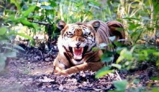 बाँकेमा बाघको आक्रमणबाट एकको मृत्यु