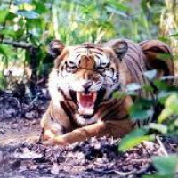 नारायणघाट–बुटवल सडक खण्ड फेरि पूर्णरुपमा अवरुद्ध