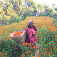 ‘असल बुहारी’ सार्वजनिक