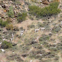 प्रख्यात क्रिकेटर ब्रायन लारा काठमाडौंमा