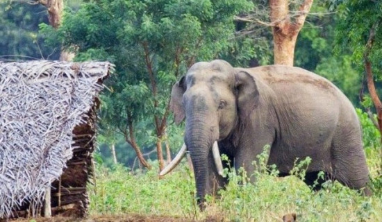 हात्तीको आक्रमणबाट बालक घाइते