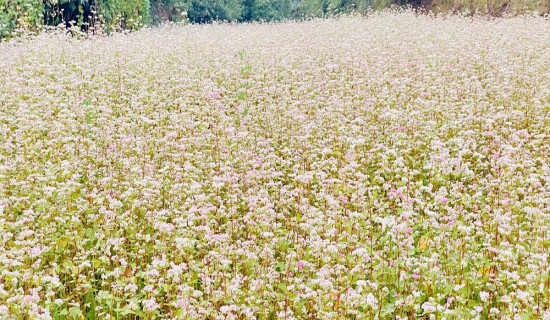 आकर्षक फापर खेती