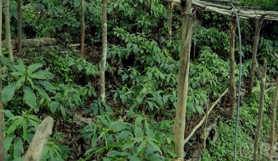 लेकाली भेगका किसानको आम्दानीको स्रोत सतुवा