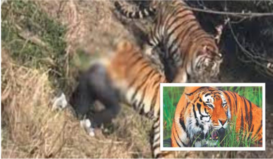 जङ्गली जनावरको आक्रमण बढेपछि स्थानीय आतङ्कित