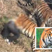 काठमाडौँ जाँदै गरेको हेलिकप्टर धादिङमा आकस्मिक अवतरण