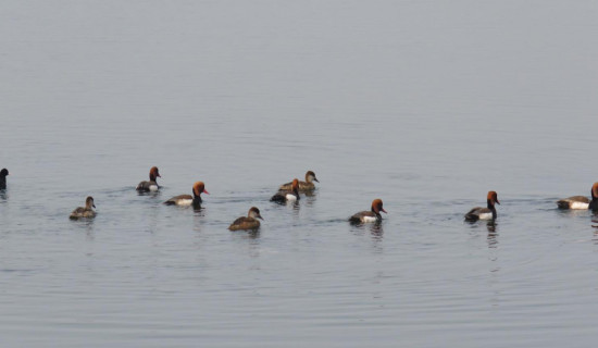 तालतलैयामा पाहुना चराको चहलपहल