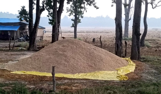 निजी क्षेत्रबाट धान खरिद ठप्प